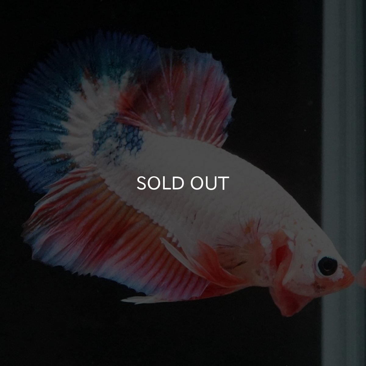 画像8: HMPK ホワイトファンシー (8)