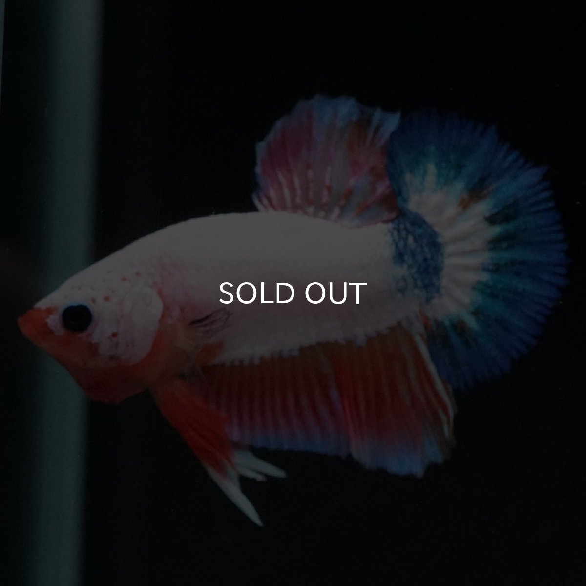 画像6: HMPK ホワイトファンシー (6)