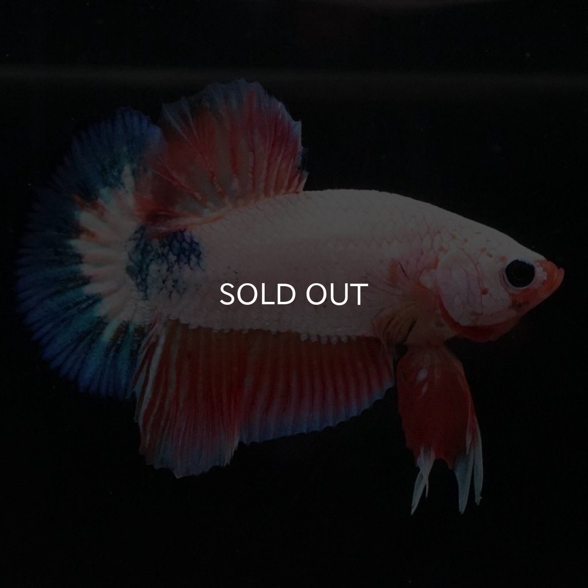 画像7: HMPK ホワイトファンシー (7)