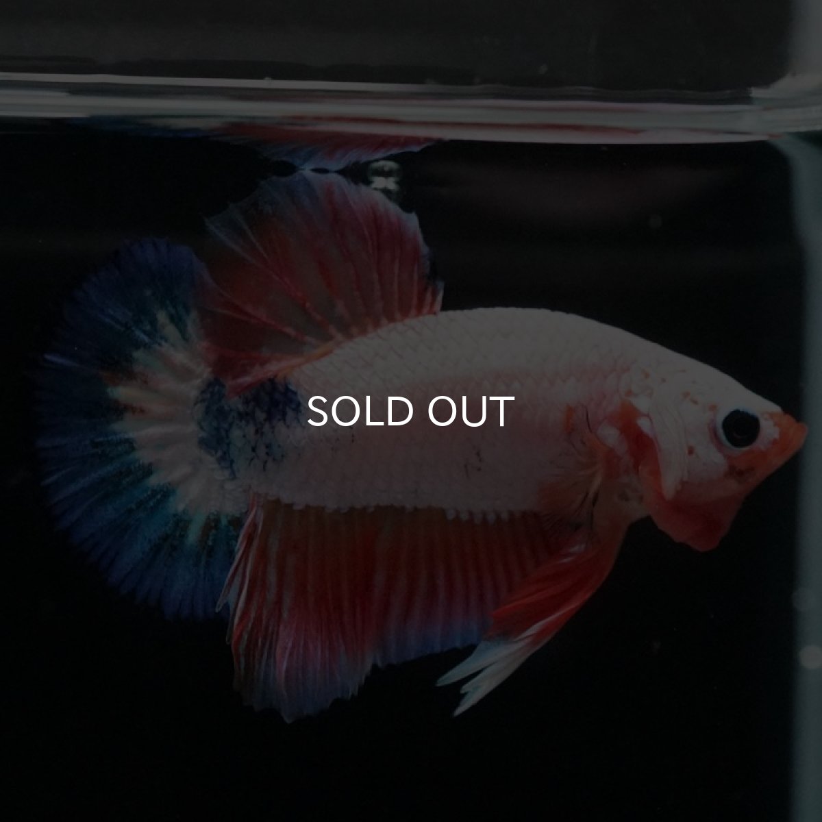 画像5: HMPK ホワイトファンシー (5)