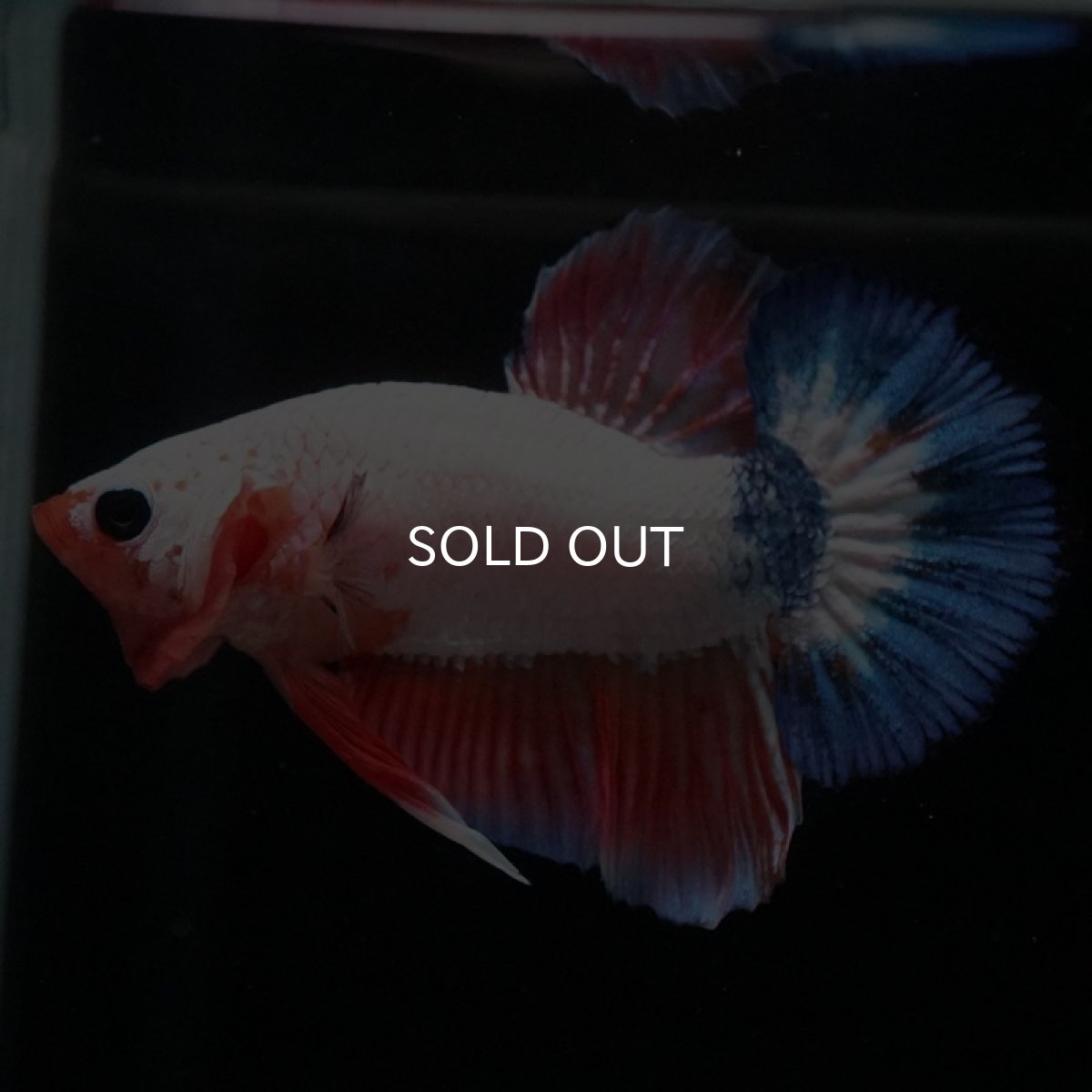 画像4: HMPK ホワイトファンシー (4)