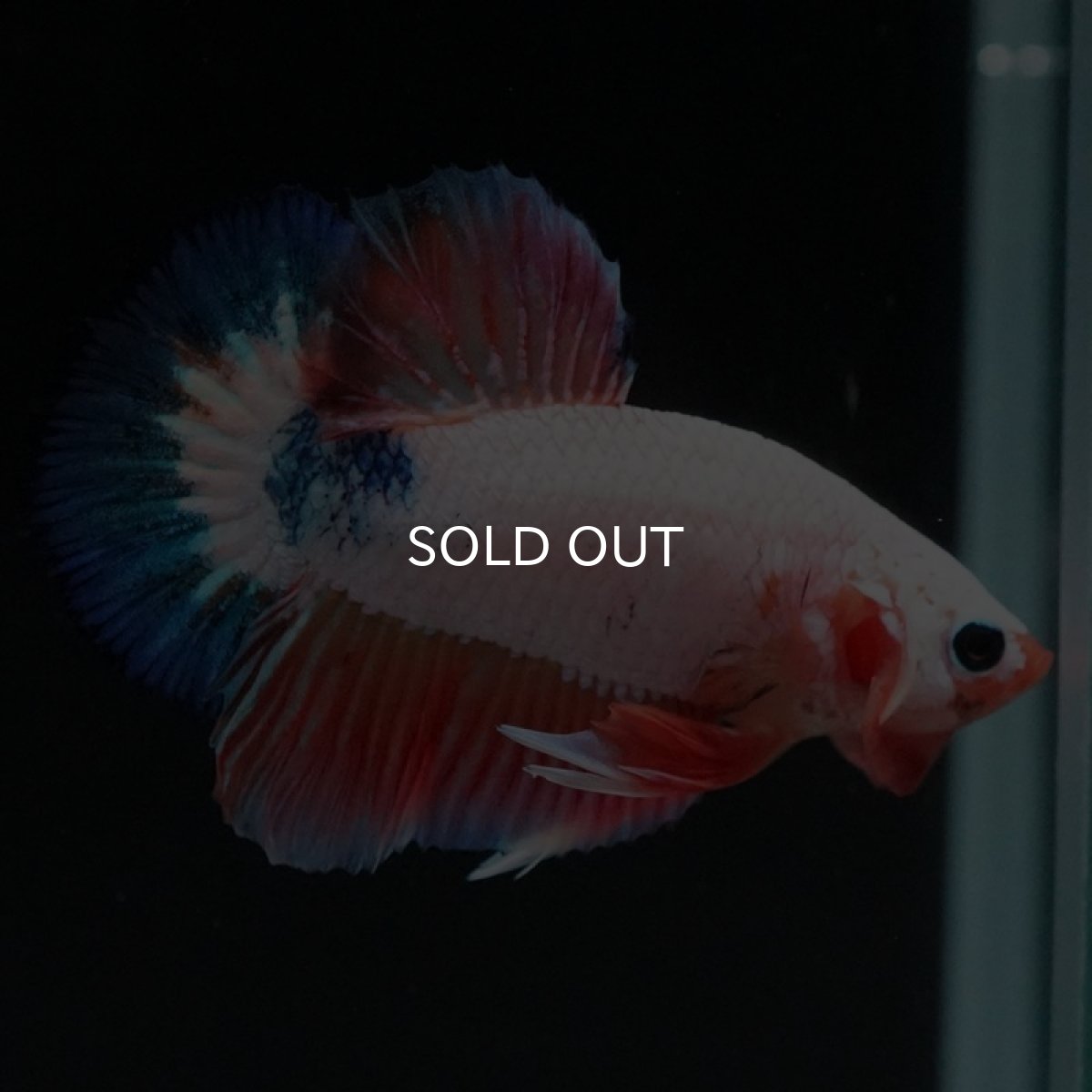 画像3: HMPK ホワイトファンシー (3)