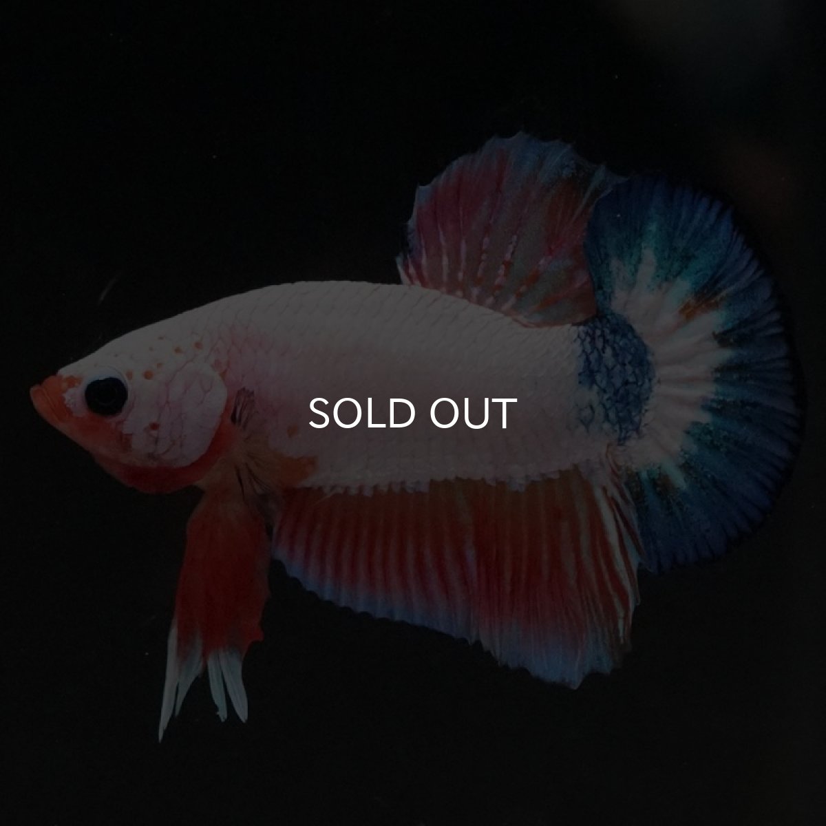 画像2: HMPK ホワイトファンシー (2)