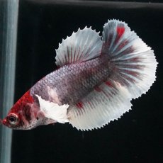 画像4: HMPK　ファンシーダンボ　メス (4)