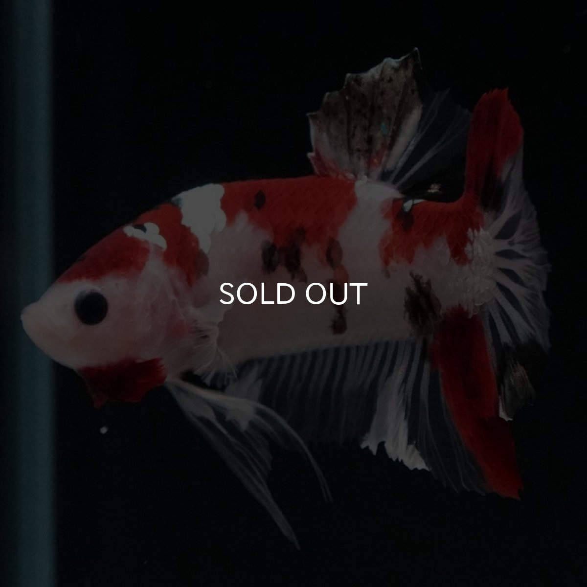 画像7: HMPK　鯉 (7)