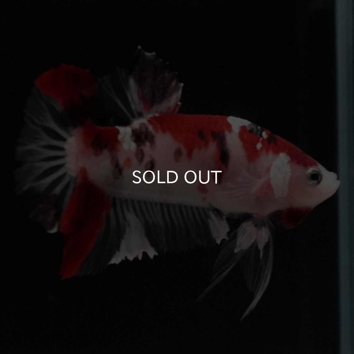 画像10: HMPK　鯉 (10)