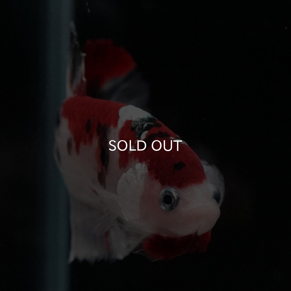 画像9: HMPK　鯉 (9)