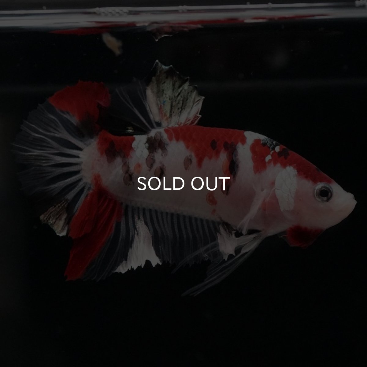 画像8: HMPK　鯉 (8)