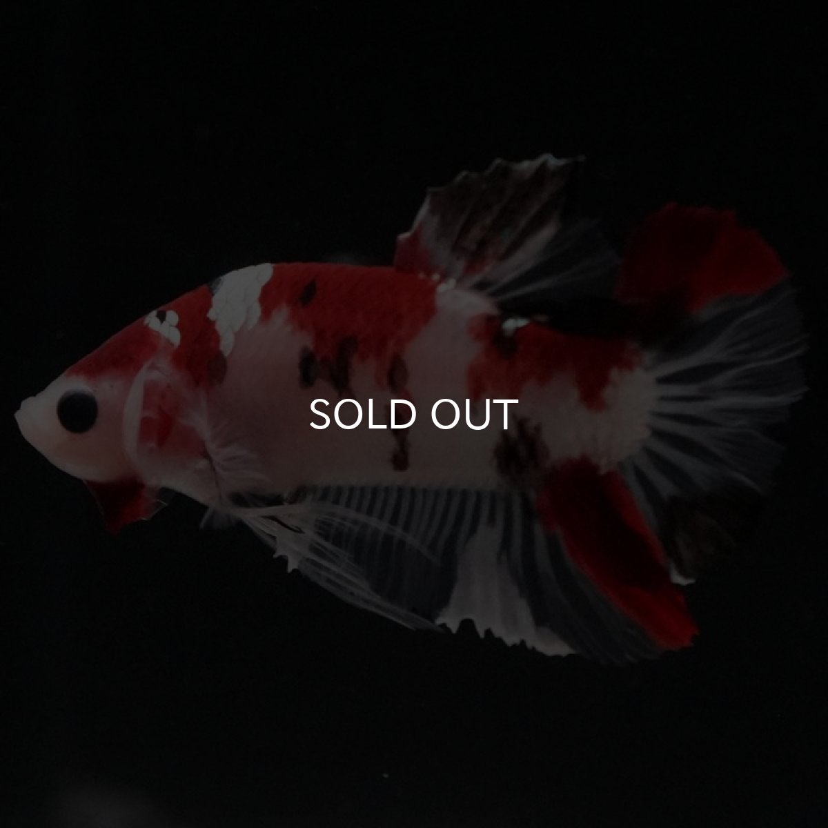 画像3: HMPK　鯉 (3)