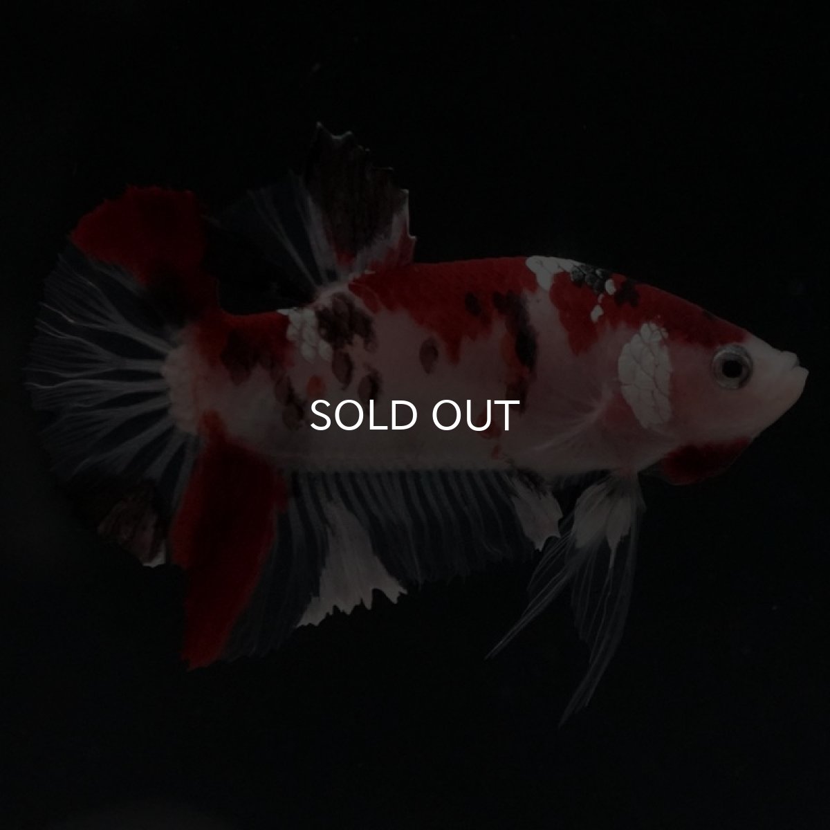 画像6: HMPK　鯉 (6)