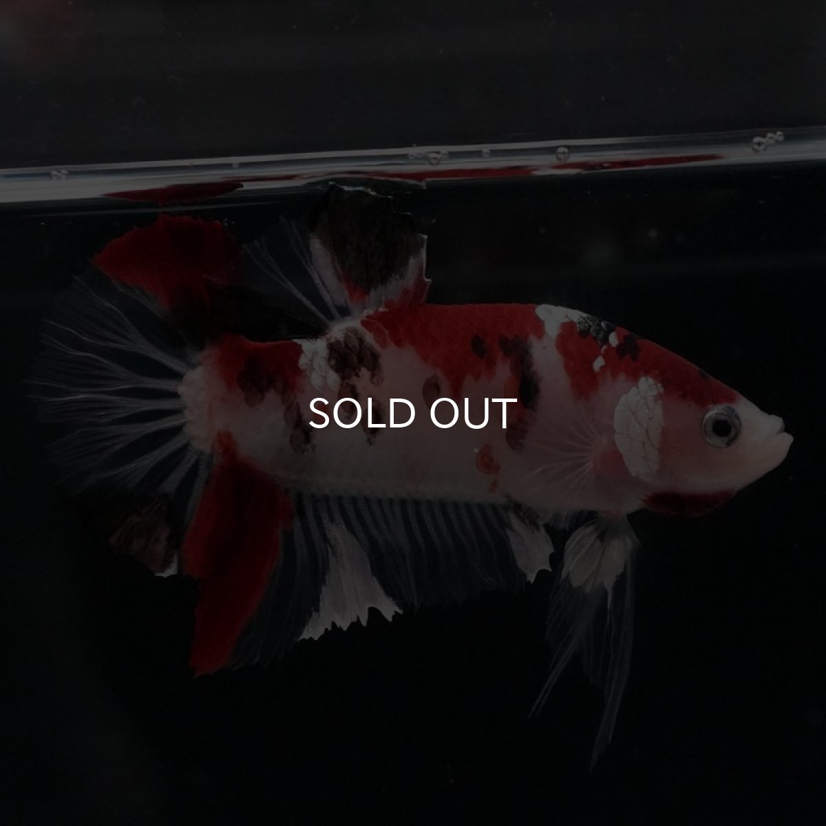 画像4: HMPK　鯉 (4)