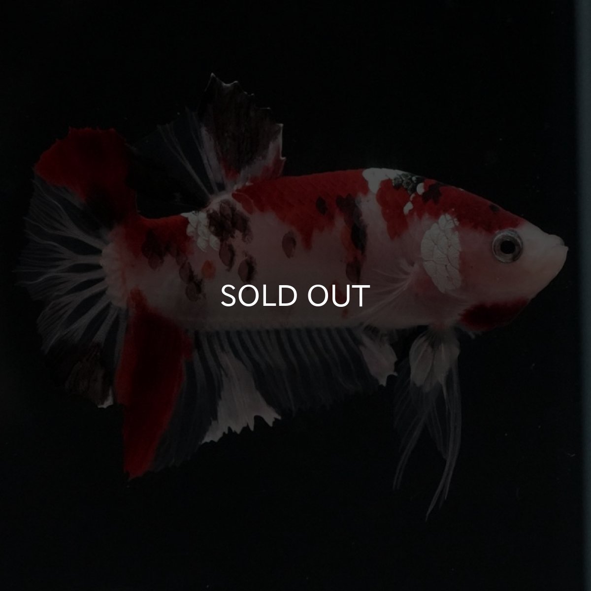 画像2: HMPK　鯉 (2)