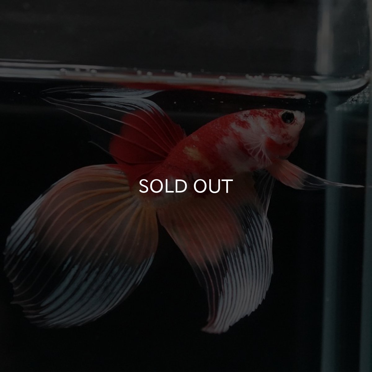 画像7: VT キャンディ (7)