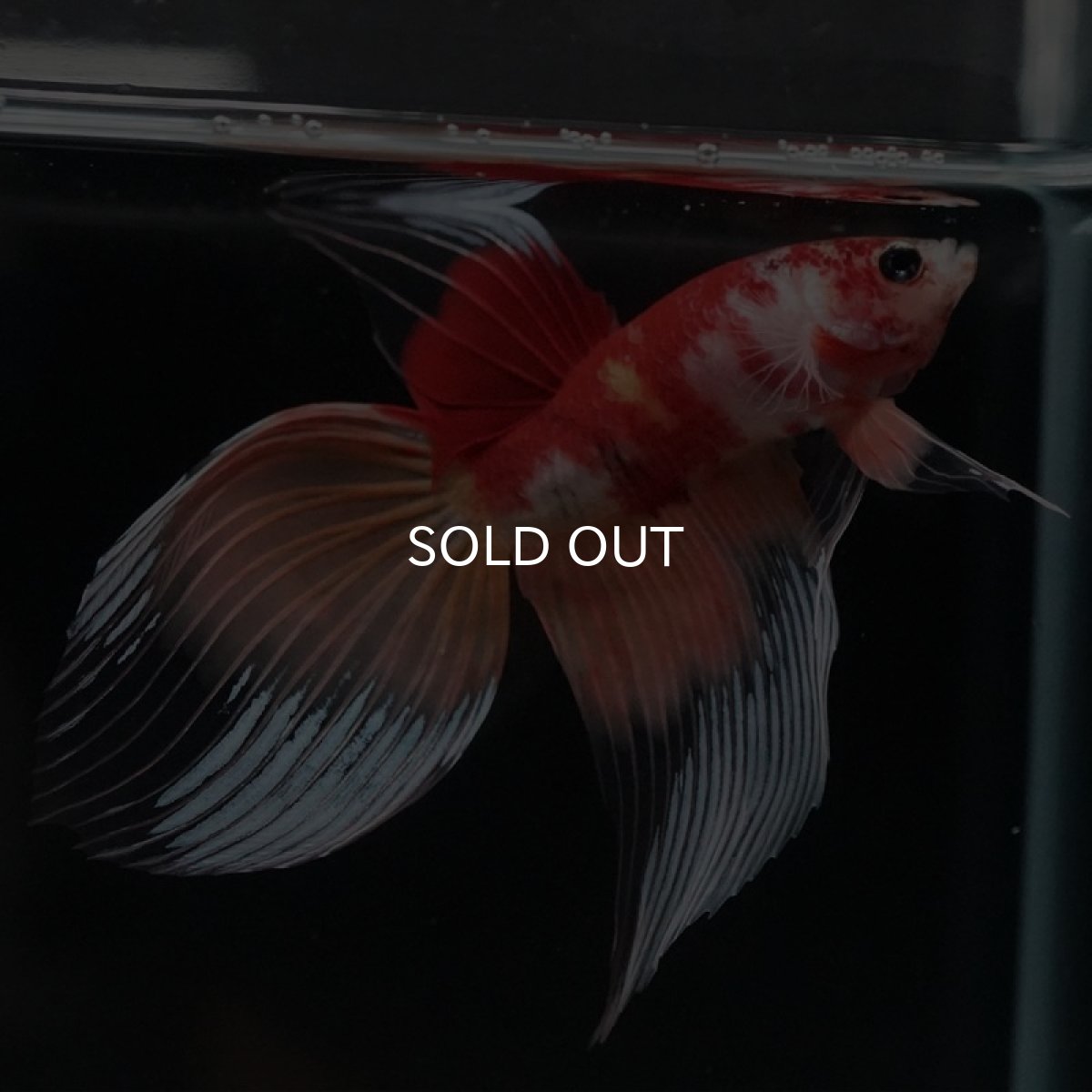 画像2: VT キャンディ (2)