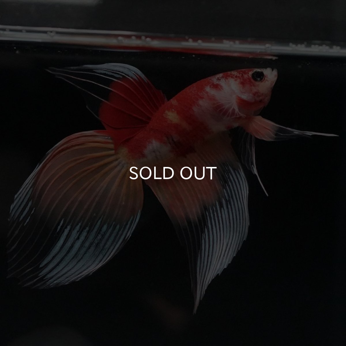 画像9: VT キャンディ (9)