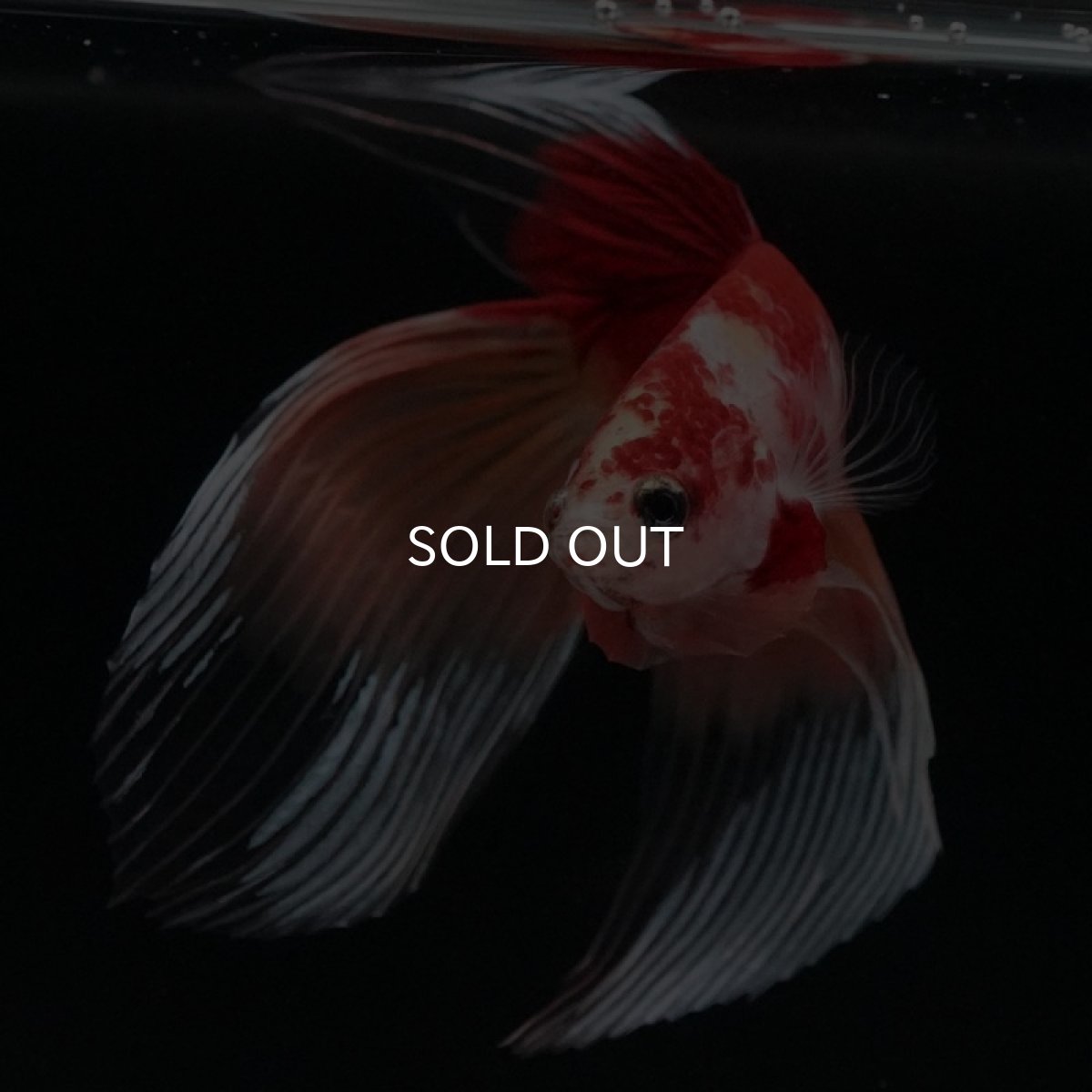 画像10: VT キャンディ (10)