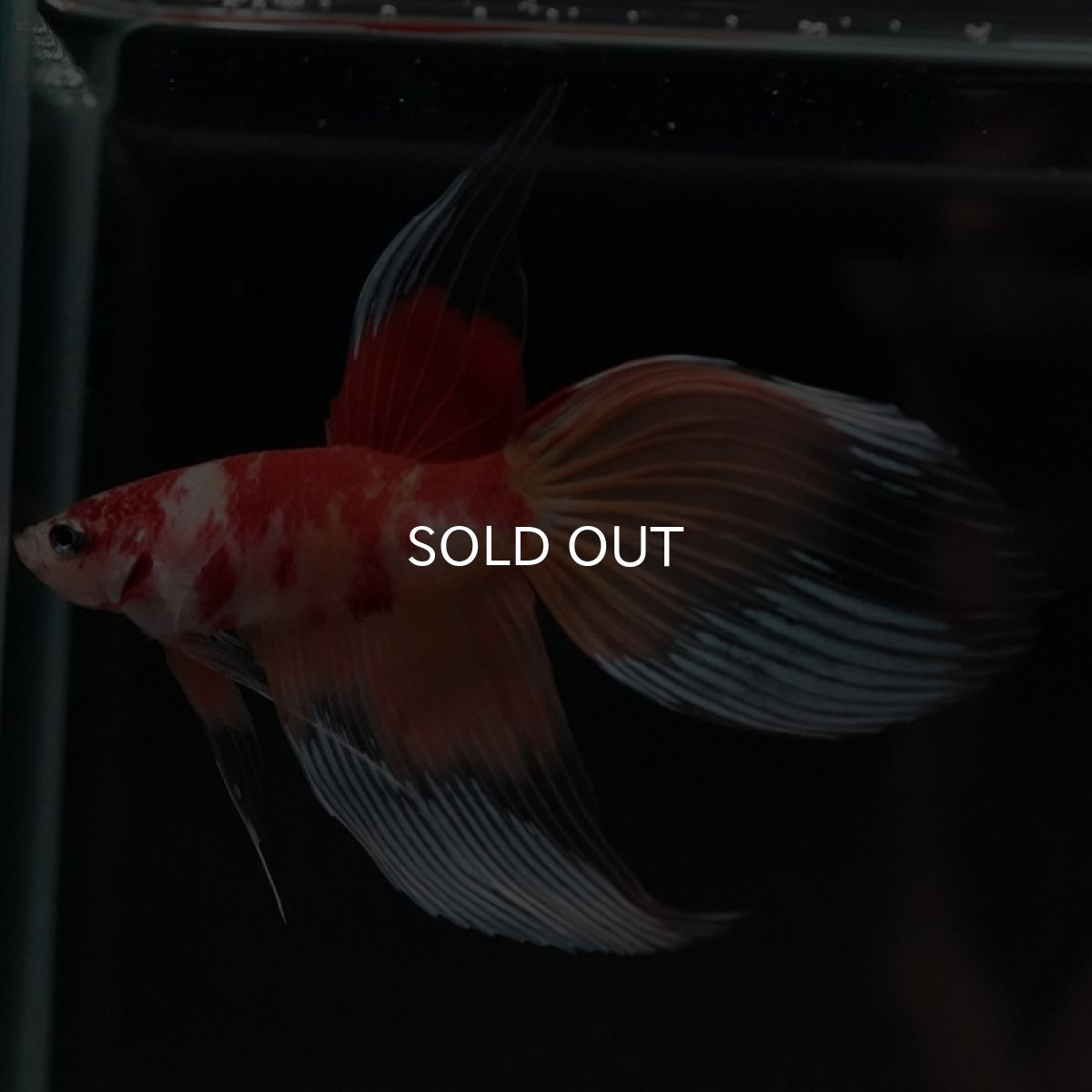 画像8: VT キャンディ (8)