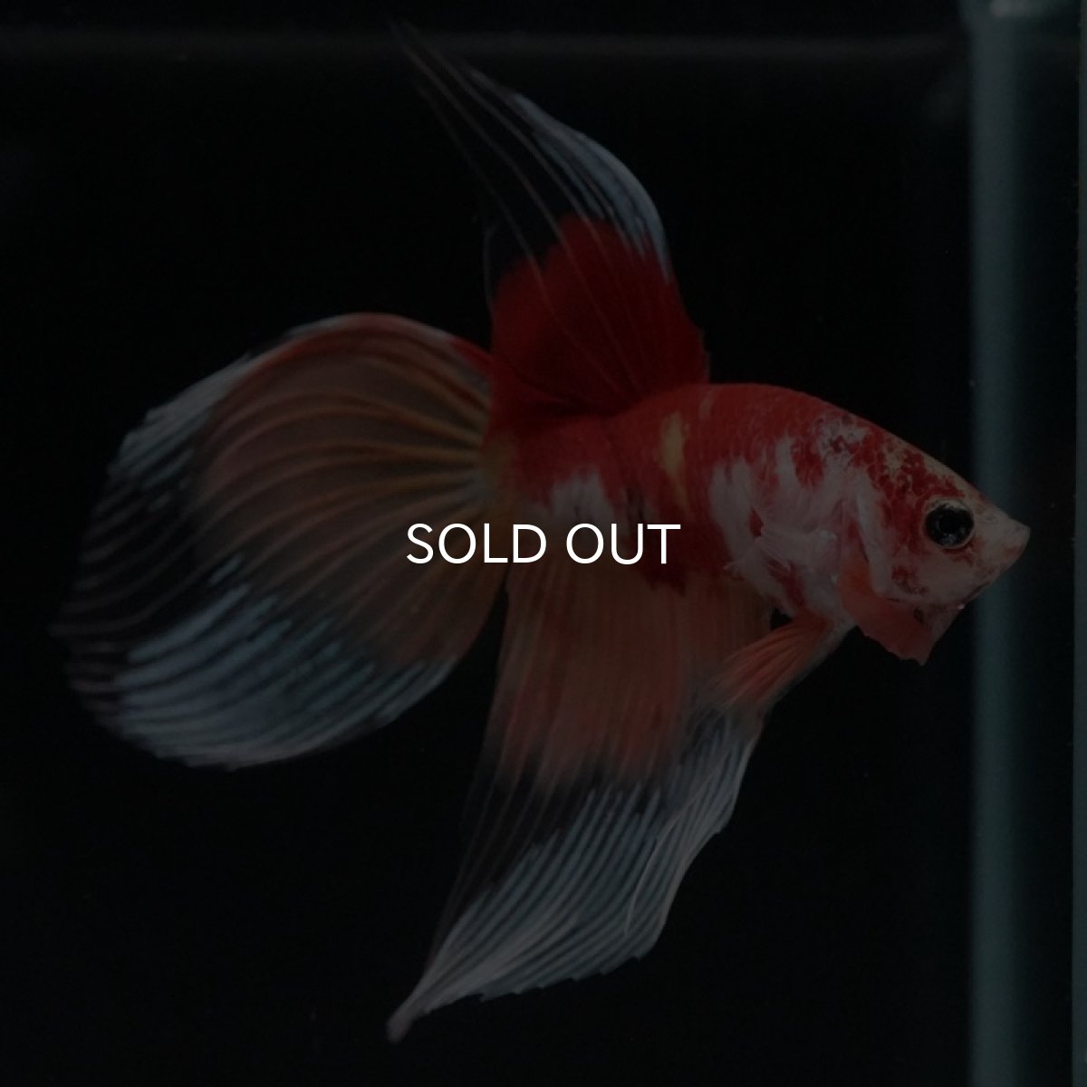 画像5: VT キャンディ (5)