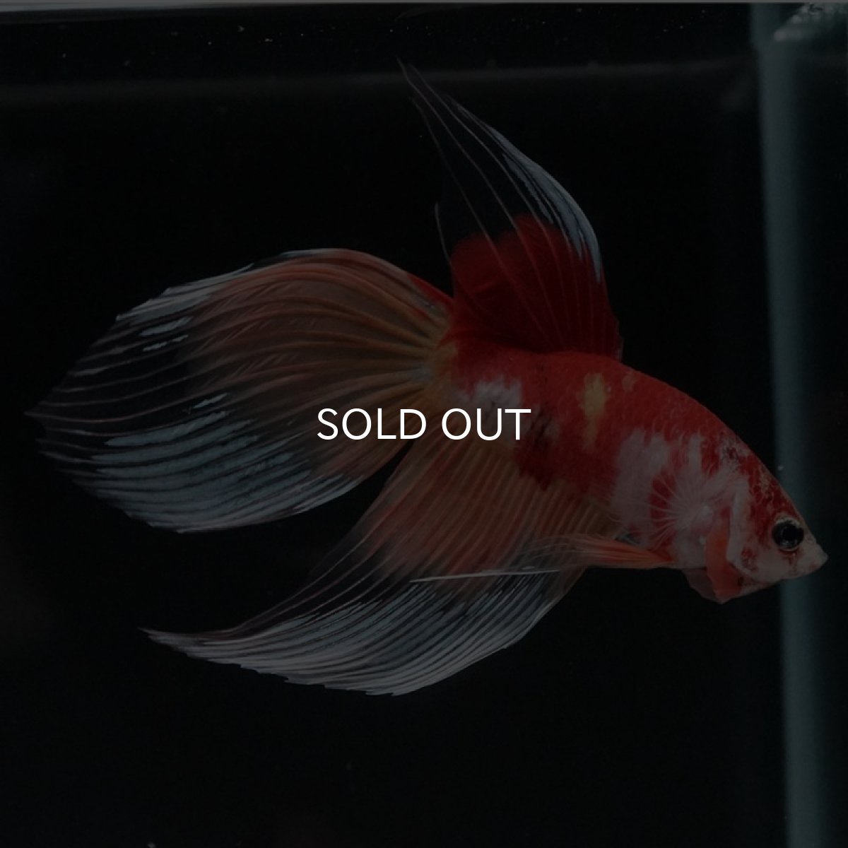 画像3: VT キャンディ (3)