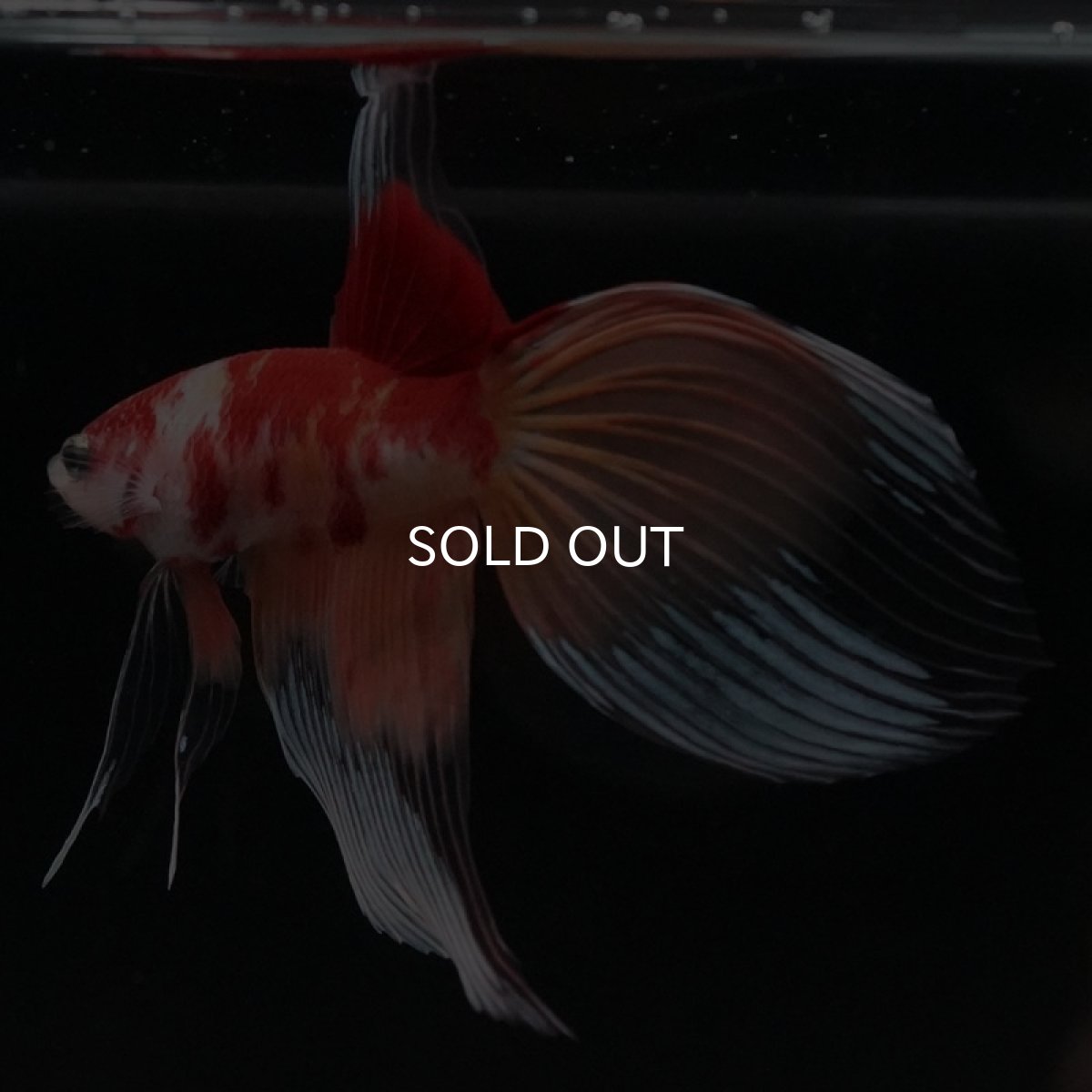 画像6: VT キャンディ (6)