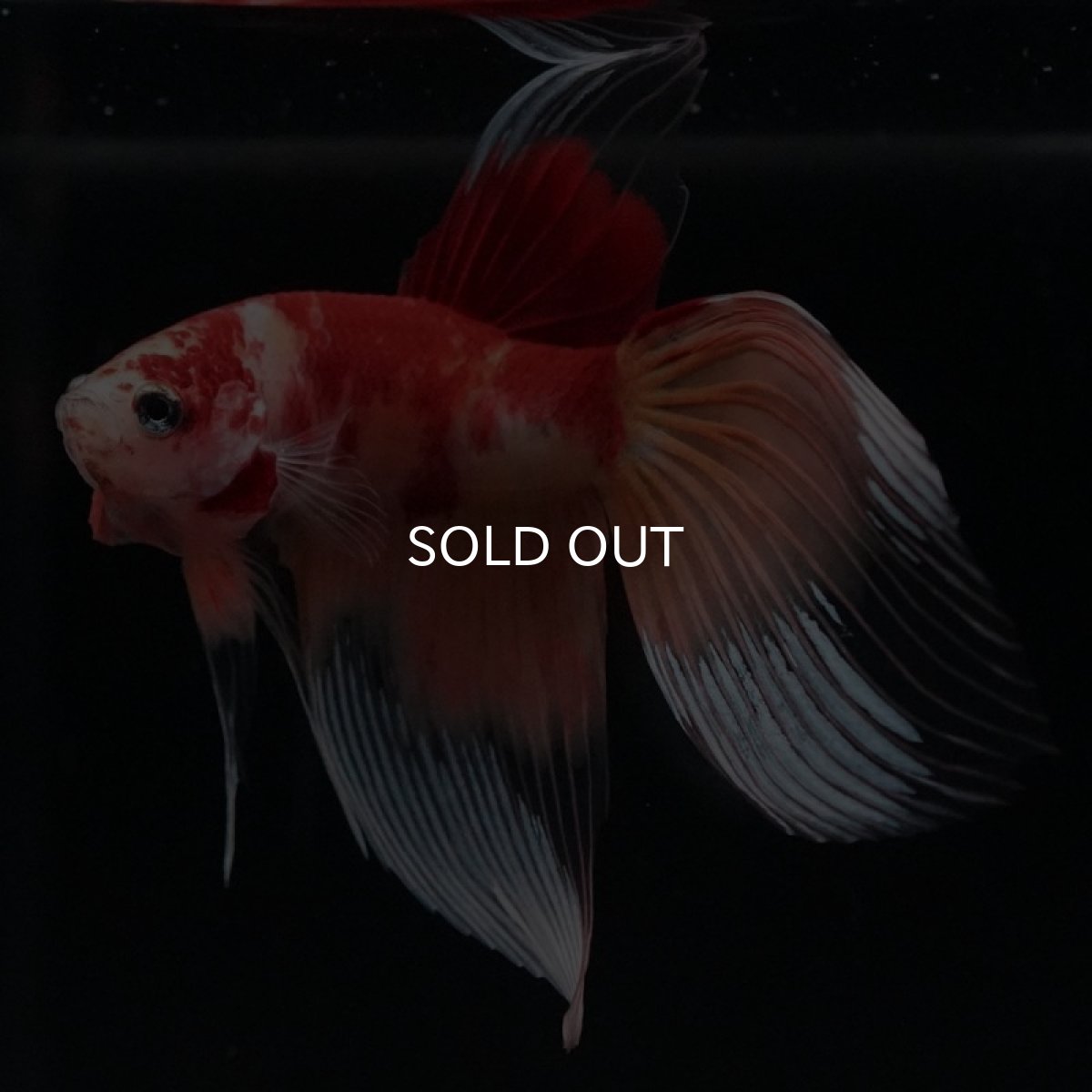 画像4: VT キャンディ (4)