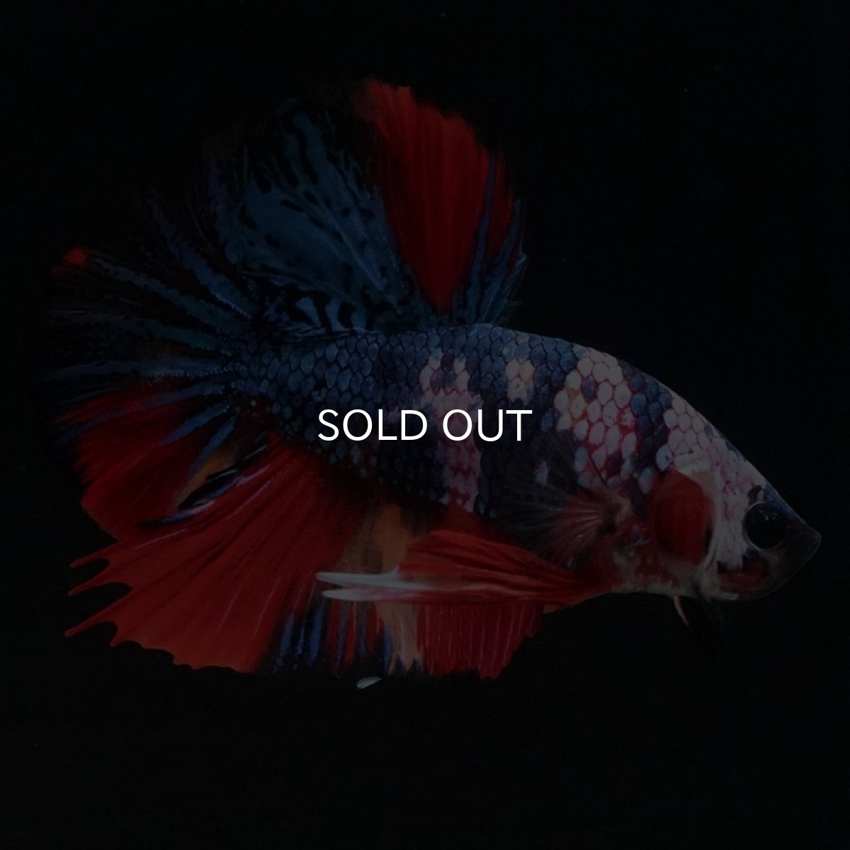 画像7: HMPK　キャンディ (7)