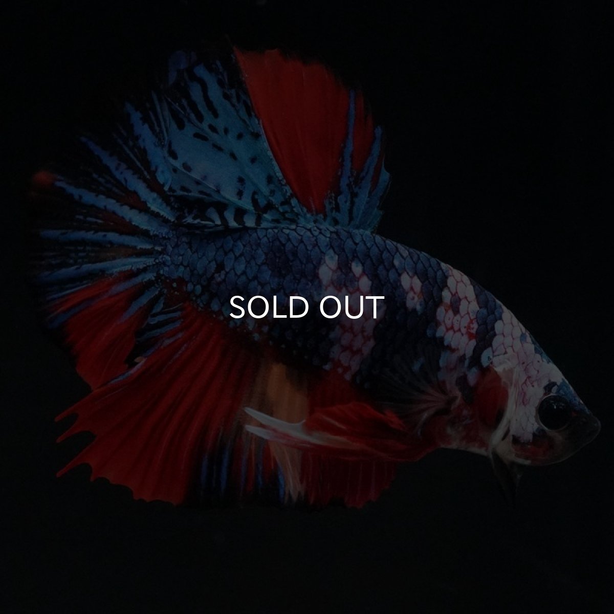 画像10: HMPK　キャンディ (10)