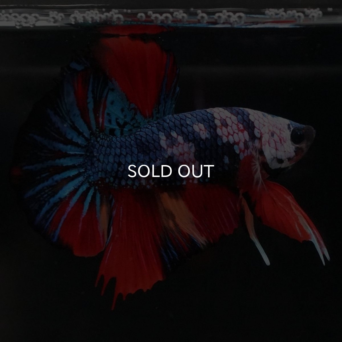 画像9: HMPK　キャンディ (9)