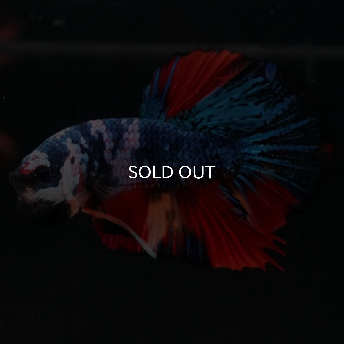 画像6: HMPK　キャンディ (6)