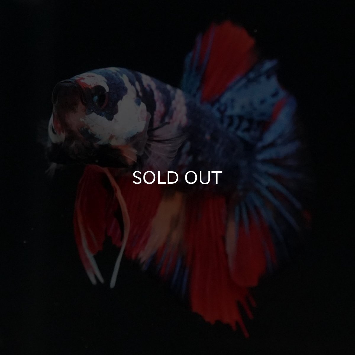 画像8: HMPK　キャンディ (8)