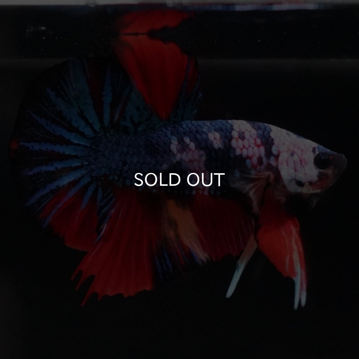 画像2: HMPK　キャンディ (2)