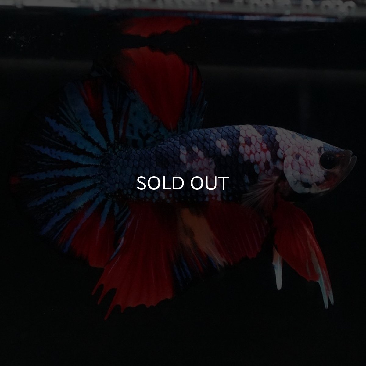 画像5: HMPK　キャンディ (5)