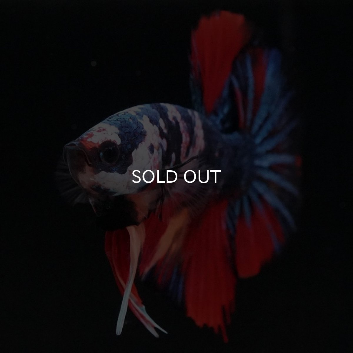 画像3: HMPK　キャンディ (3)