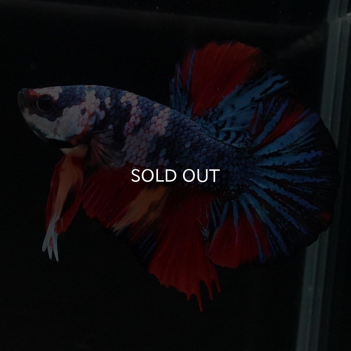 画像4: HMPK　キャンディ (4)