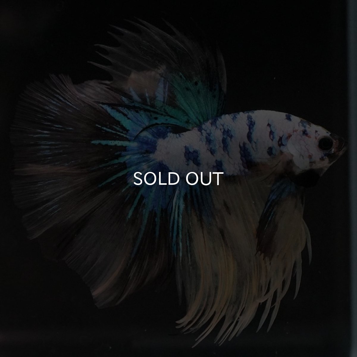 画像7: HM ホワイトブルーファンシー (7)