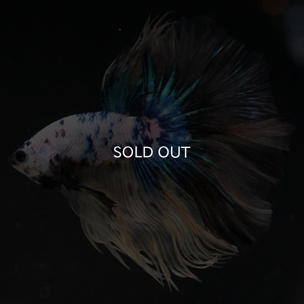 画像11: HM ホワイトブルーファンシー (11)