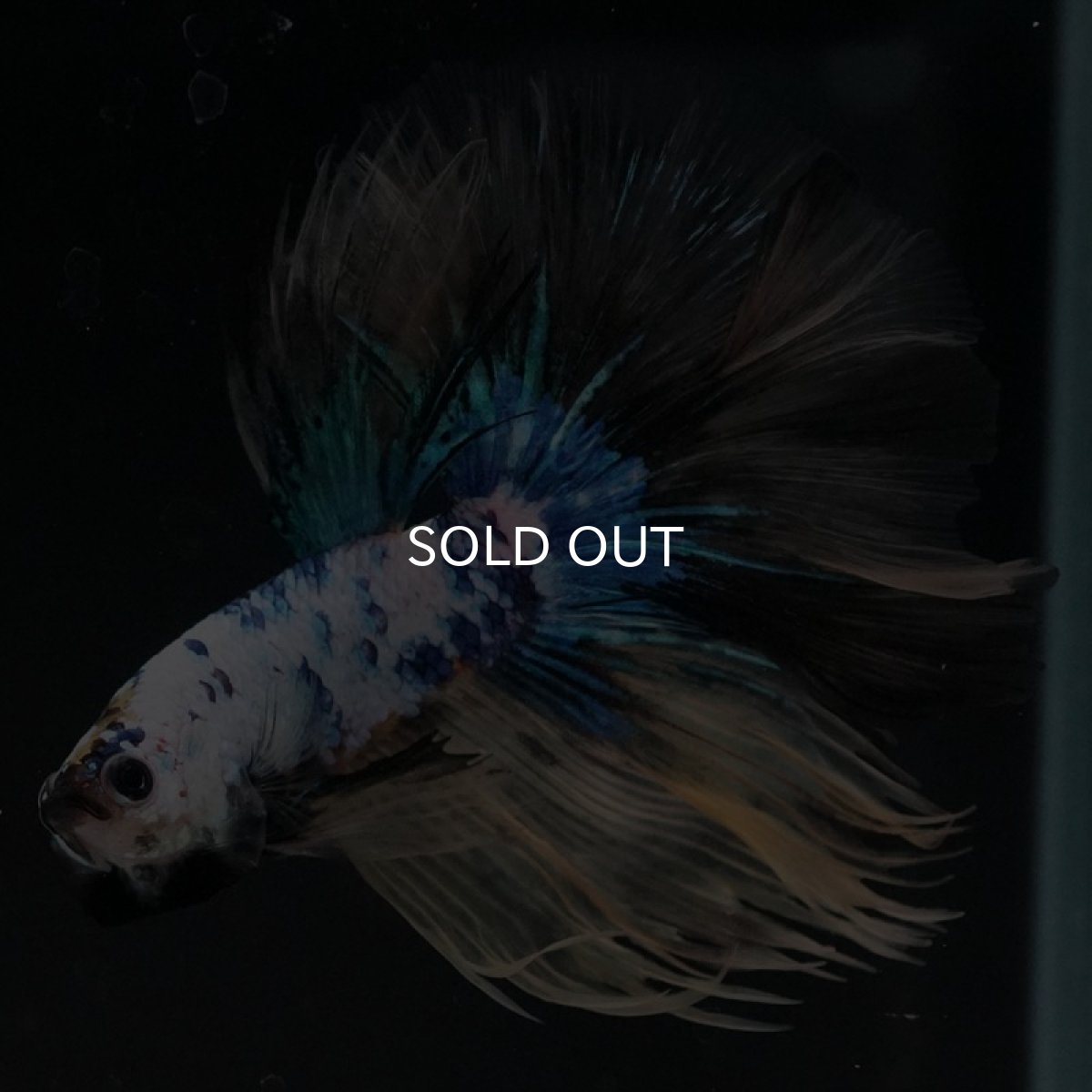 画像4: HM ホワイトブルーファンシー (4)