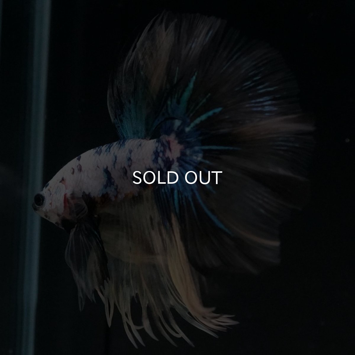 画像10: HM ホワイトブルーファンシー (10)