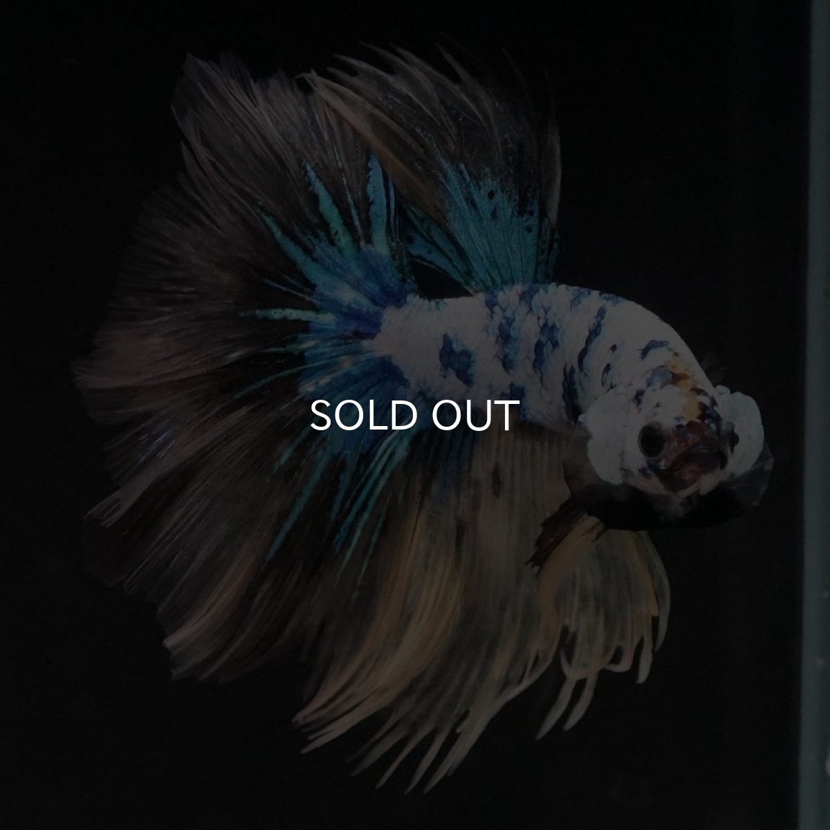 画像9: HM ホワイトブルーファンシー (9)