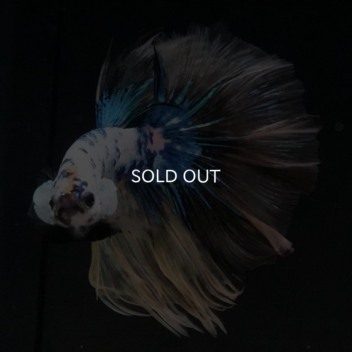 画像8: HM ホワイトブルーファンシー (8)