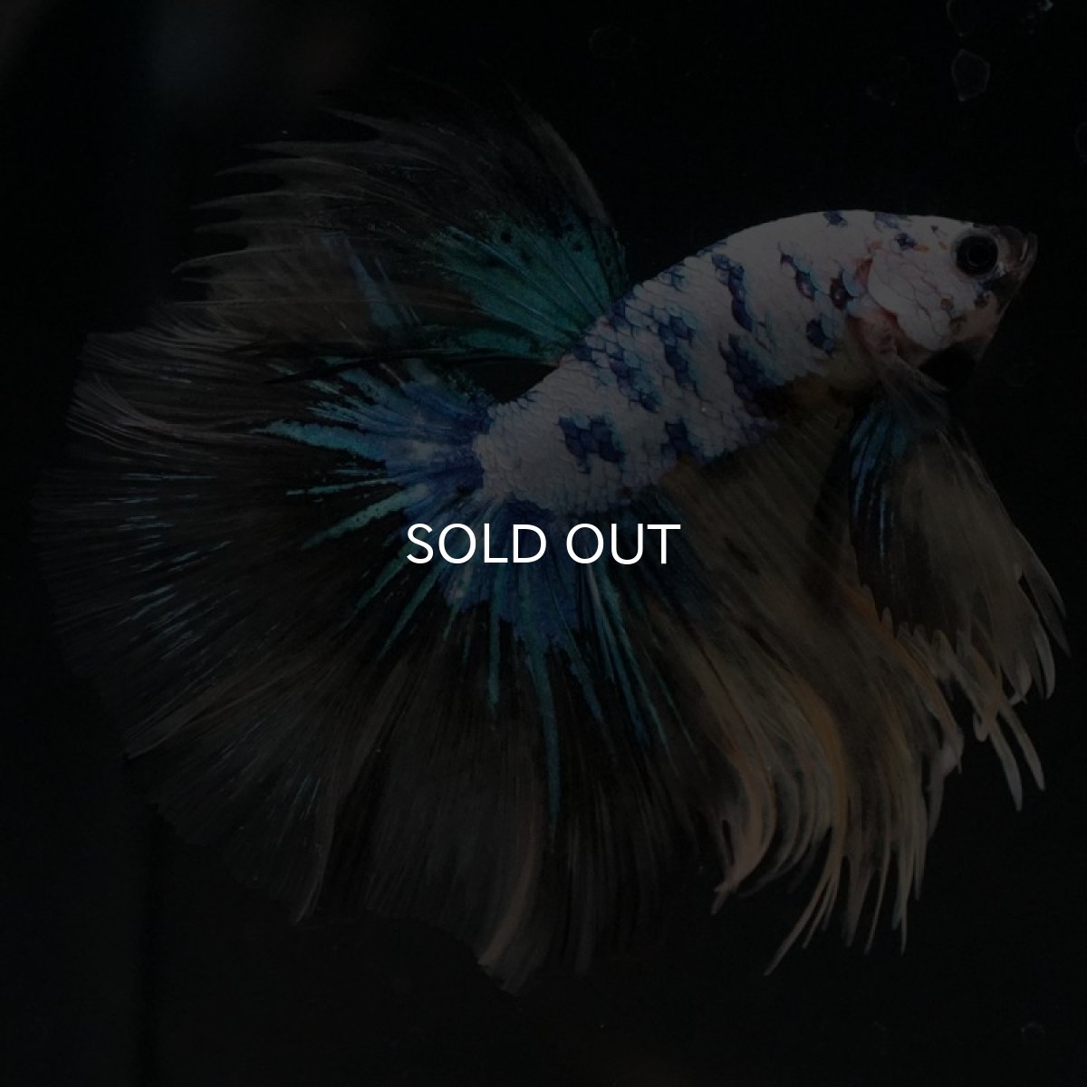 画像3: HM ホワイトブルーファンシー (3)