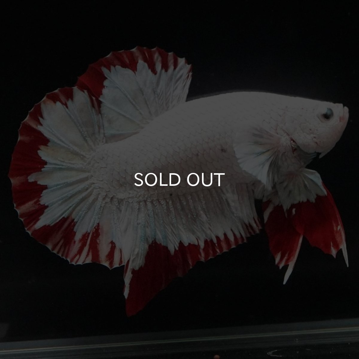 画像3: HMPK プラチナレッドドラゴン スノー (3)