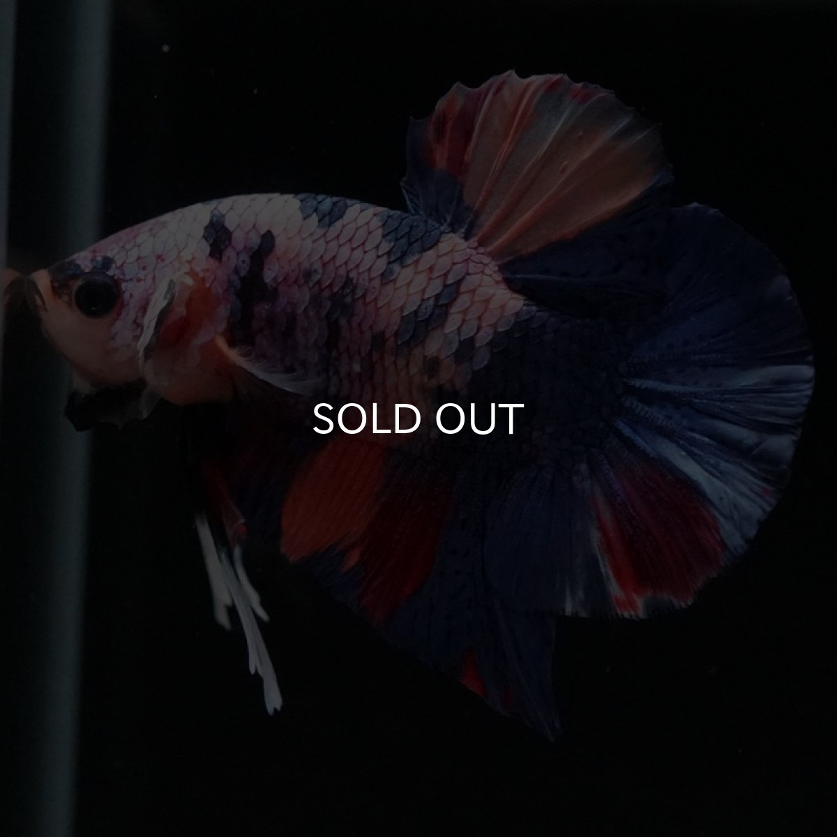 画像13: HMPK　キャンディ (13)