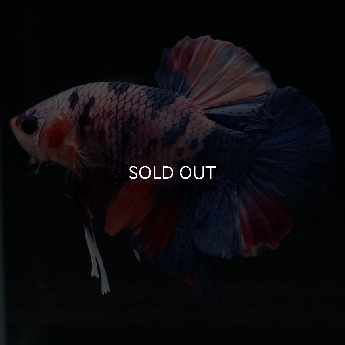 画像12: HMPK　キャンディ (12)