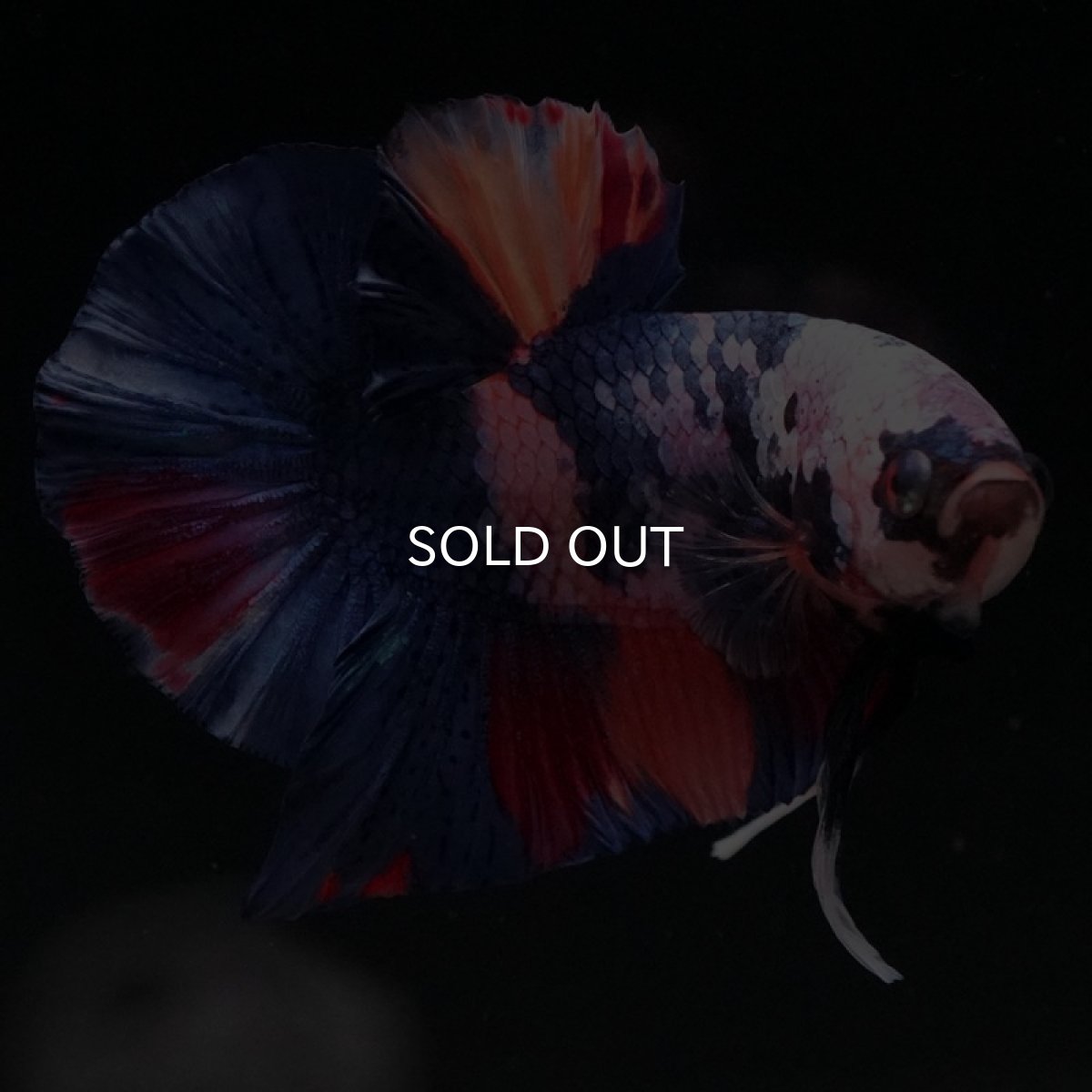 画像11: HMPK　キャンディ (11)