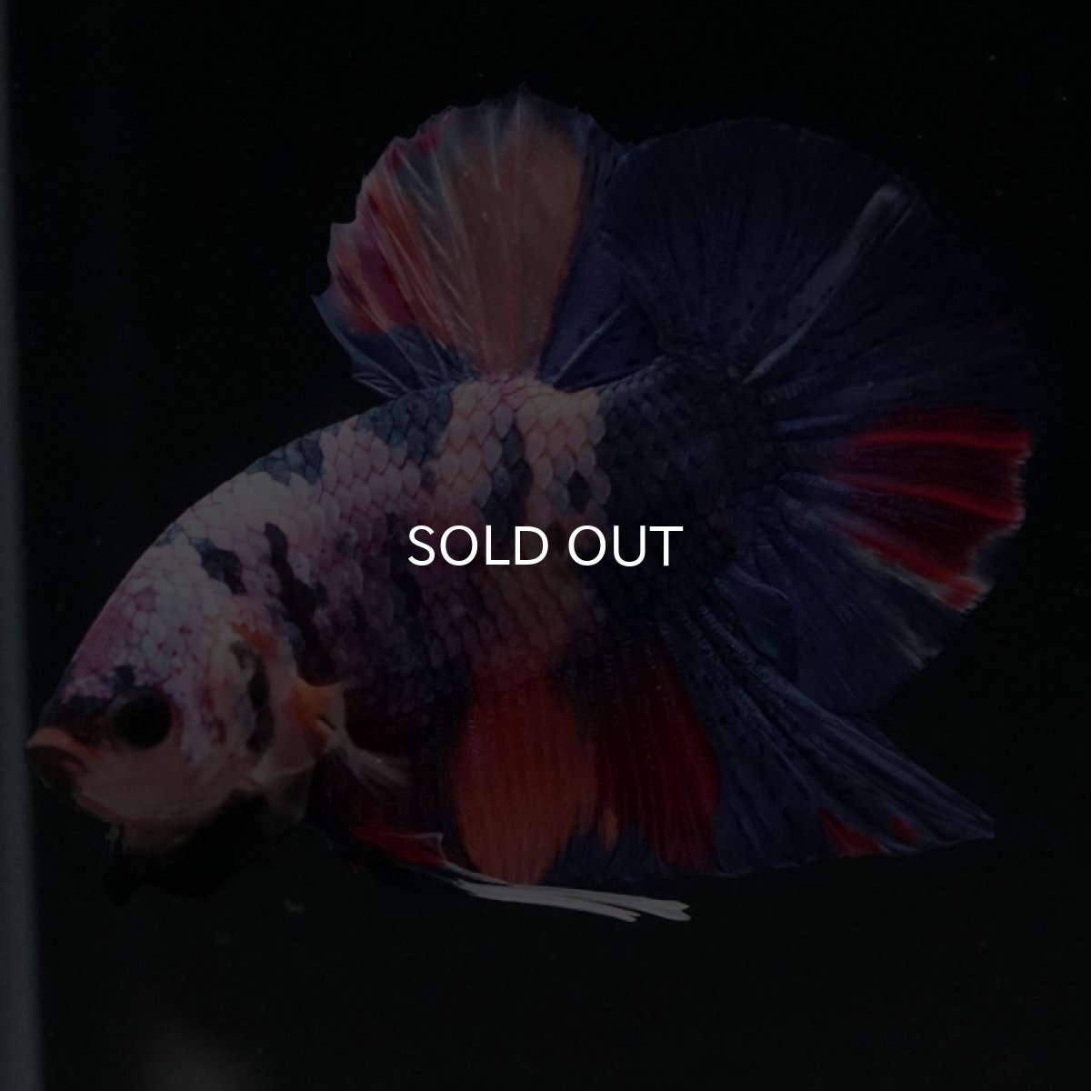 画像2: HMPK　キャンディ (2)