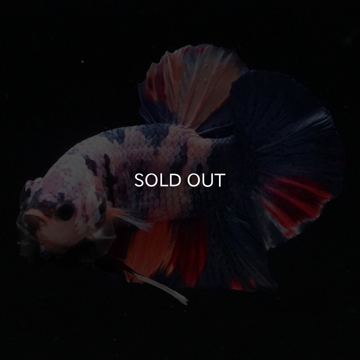 画像10: HMPK　キャンディ (10)