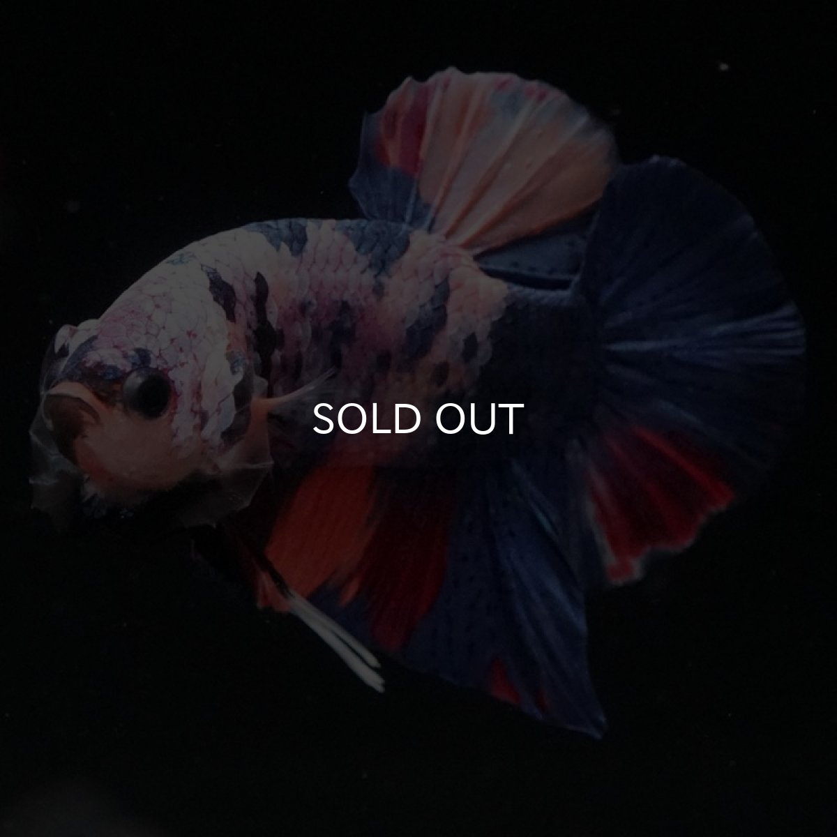 画像8: HMPK　キャンディ (8)