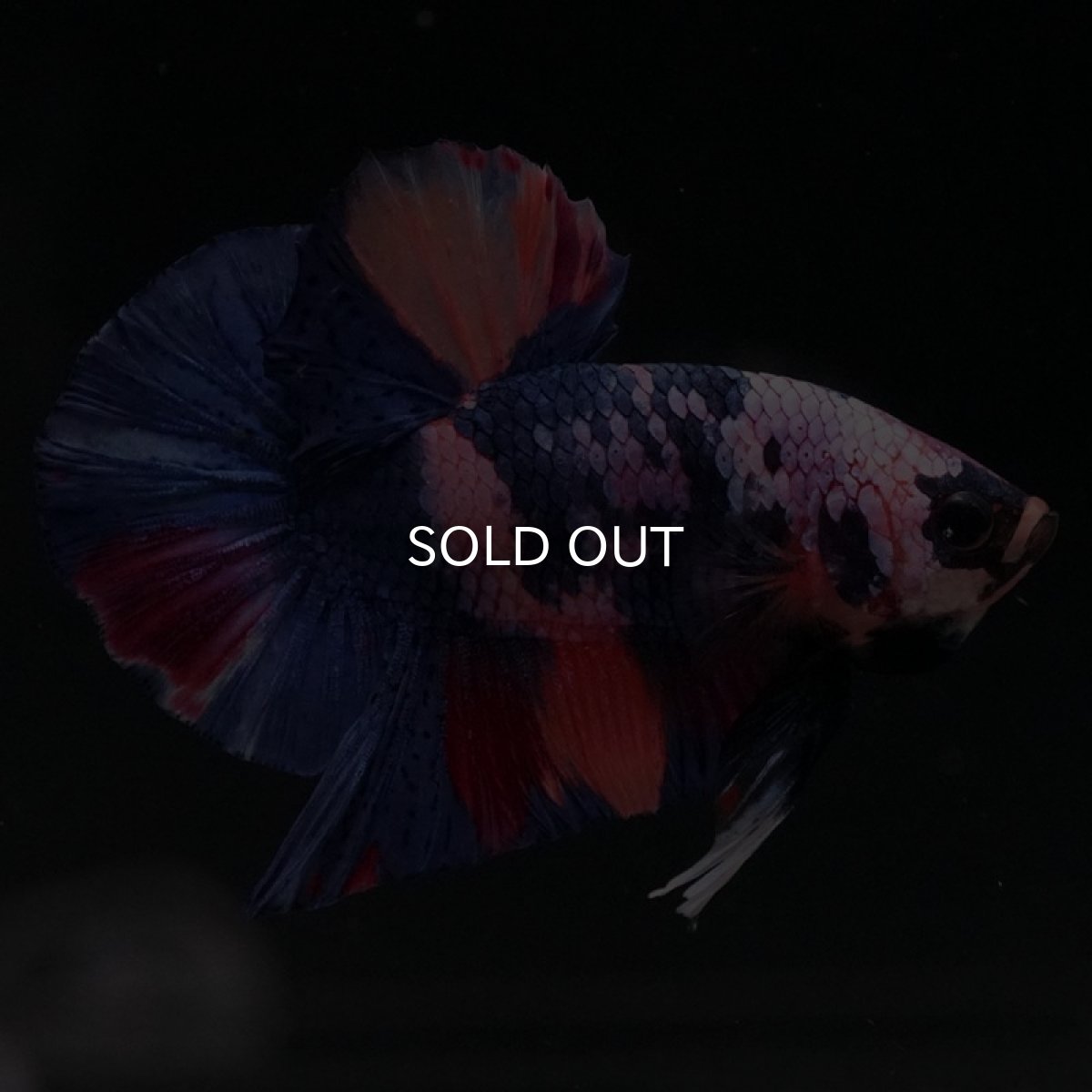 画像9: HMPK　キャンディ (9)