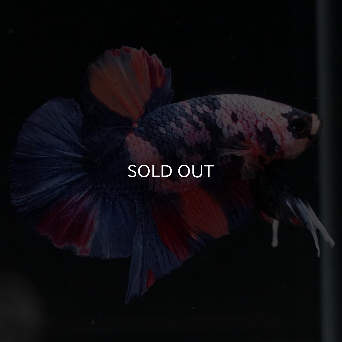 画像7: HMPK　キャンディ (7)